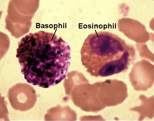 basophil