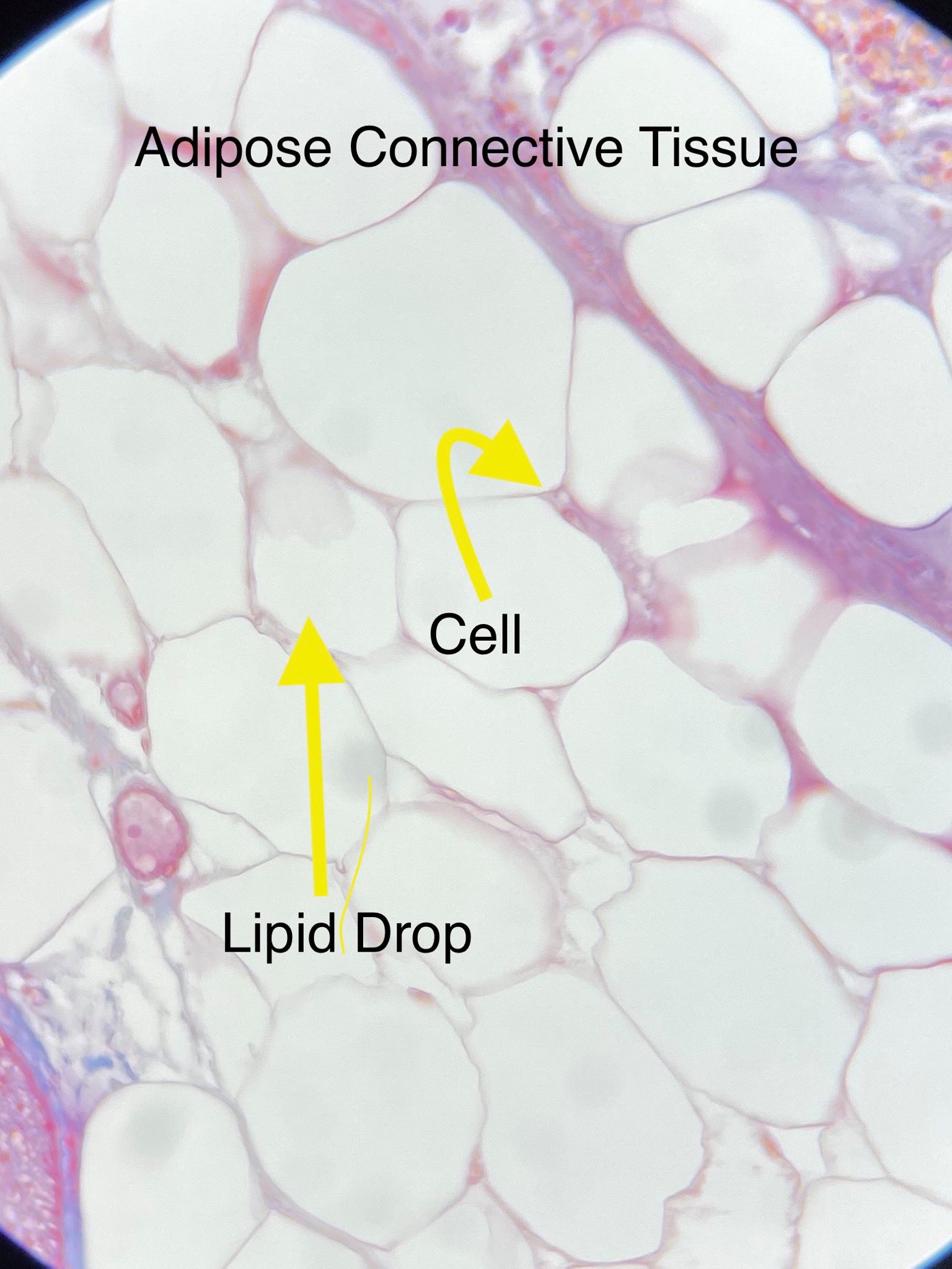 adipose connective tissue