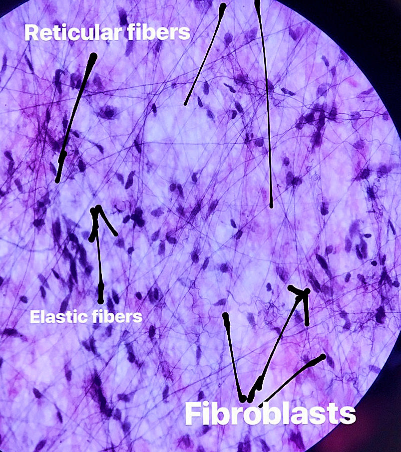 areolar connective tissue