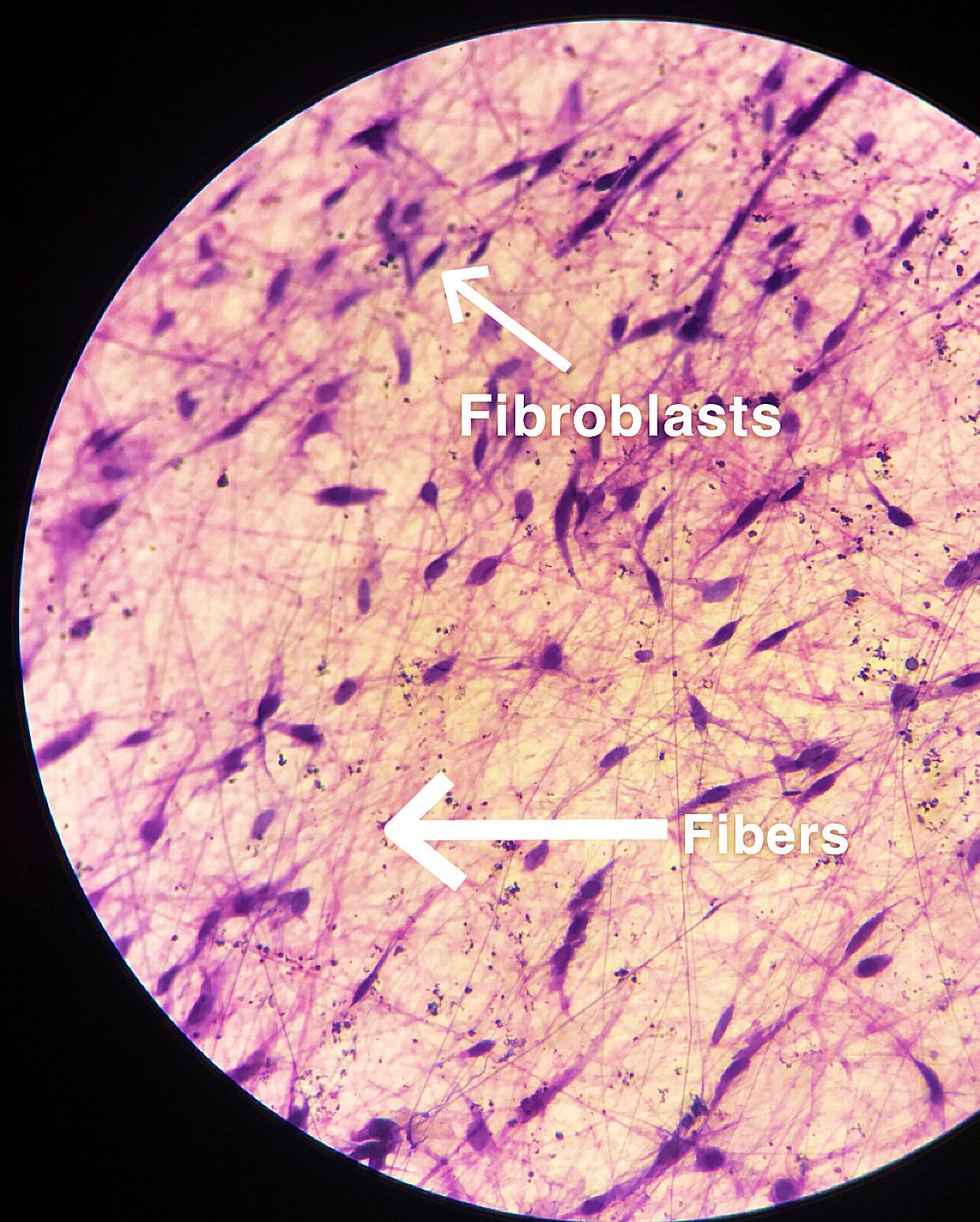 areolar connective tissue