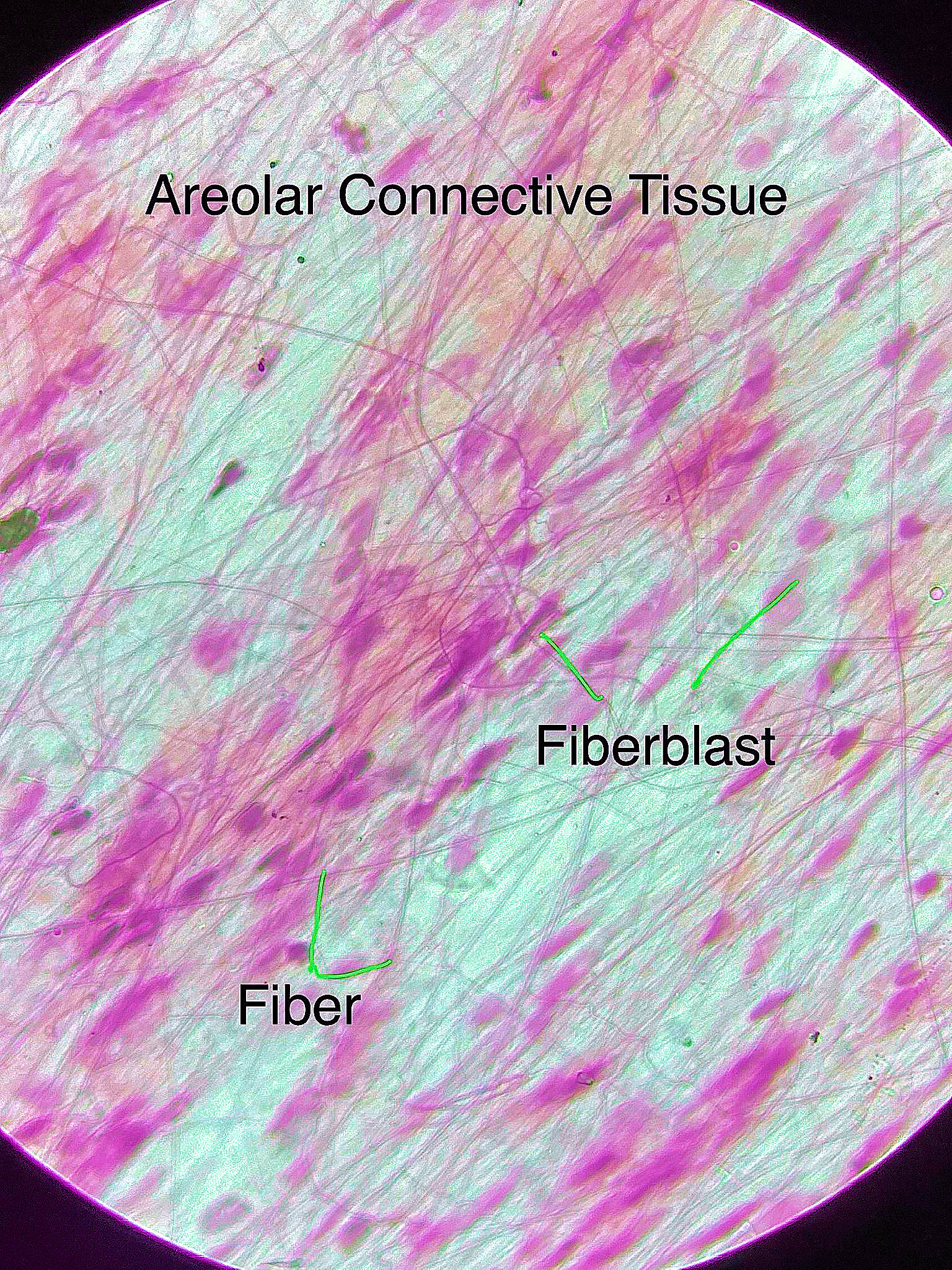 areolar connective tissue