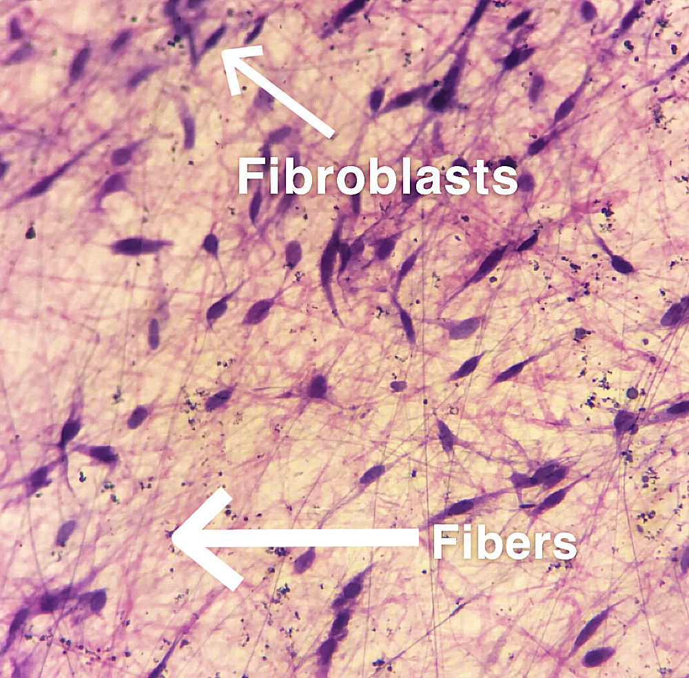 areolar connective tissue