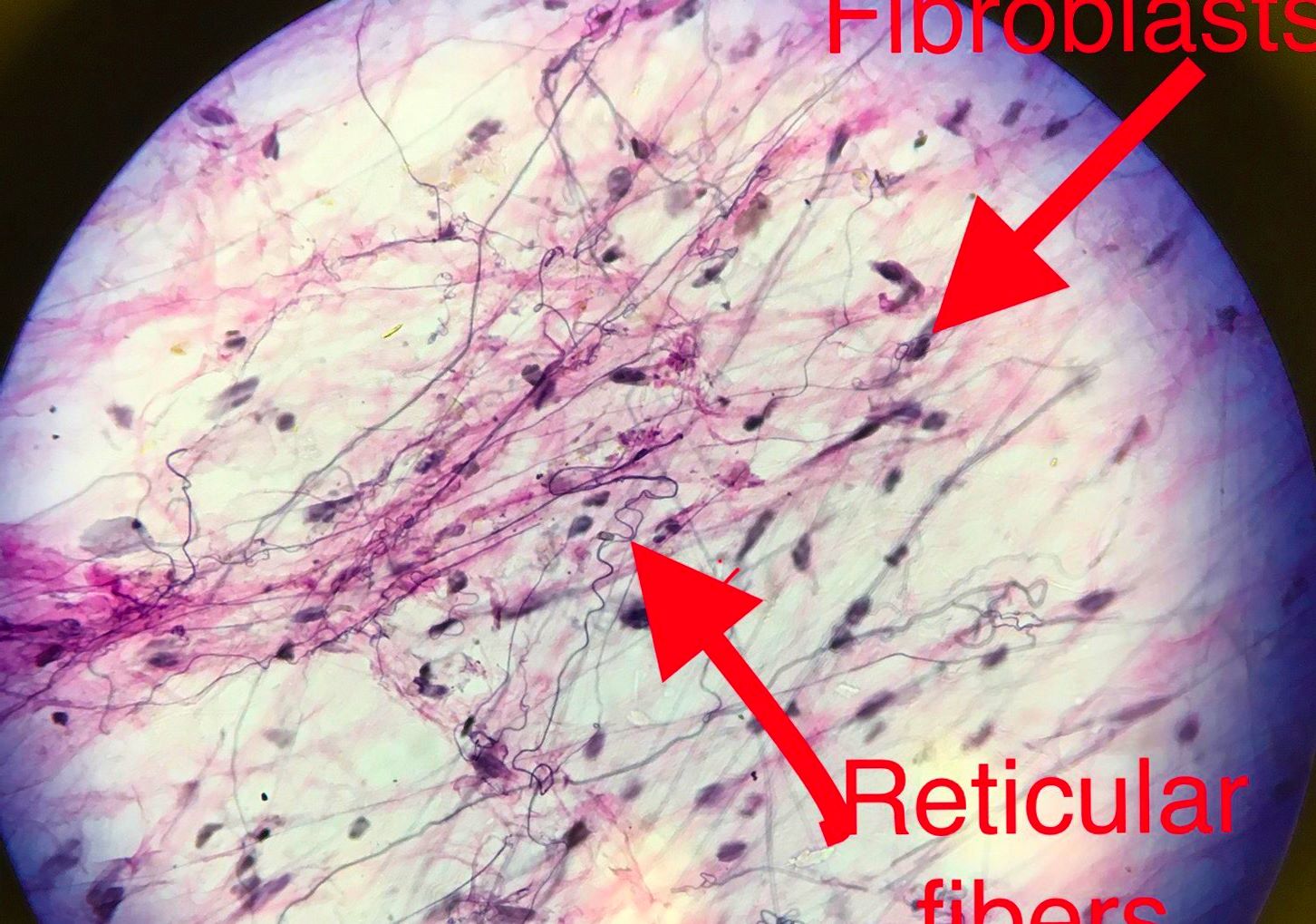 areolar connective tissue