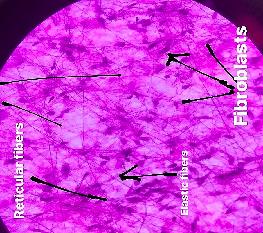 areolar connective tissue