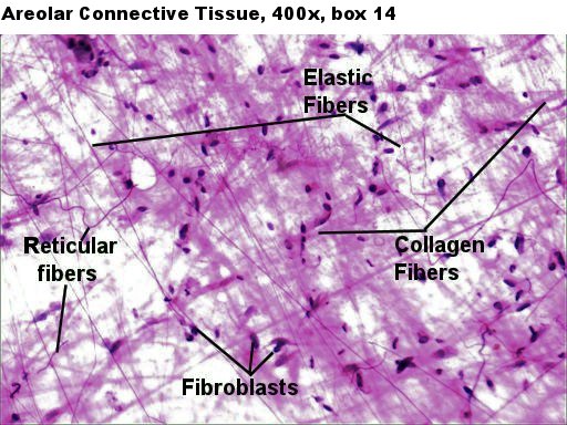 Labeled image from labbook