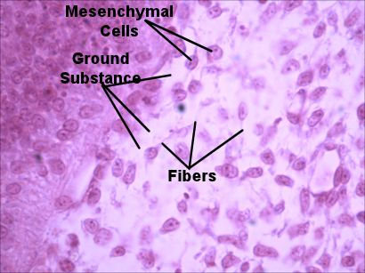 mesenchyme connective tissue