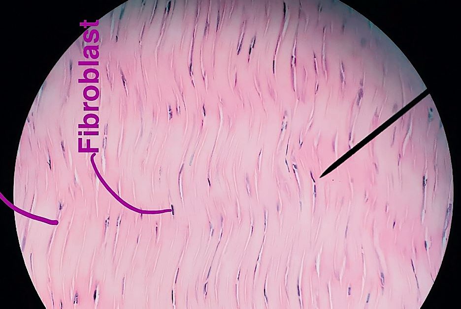 dense regular connective tissue