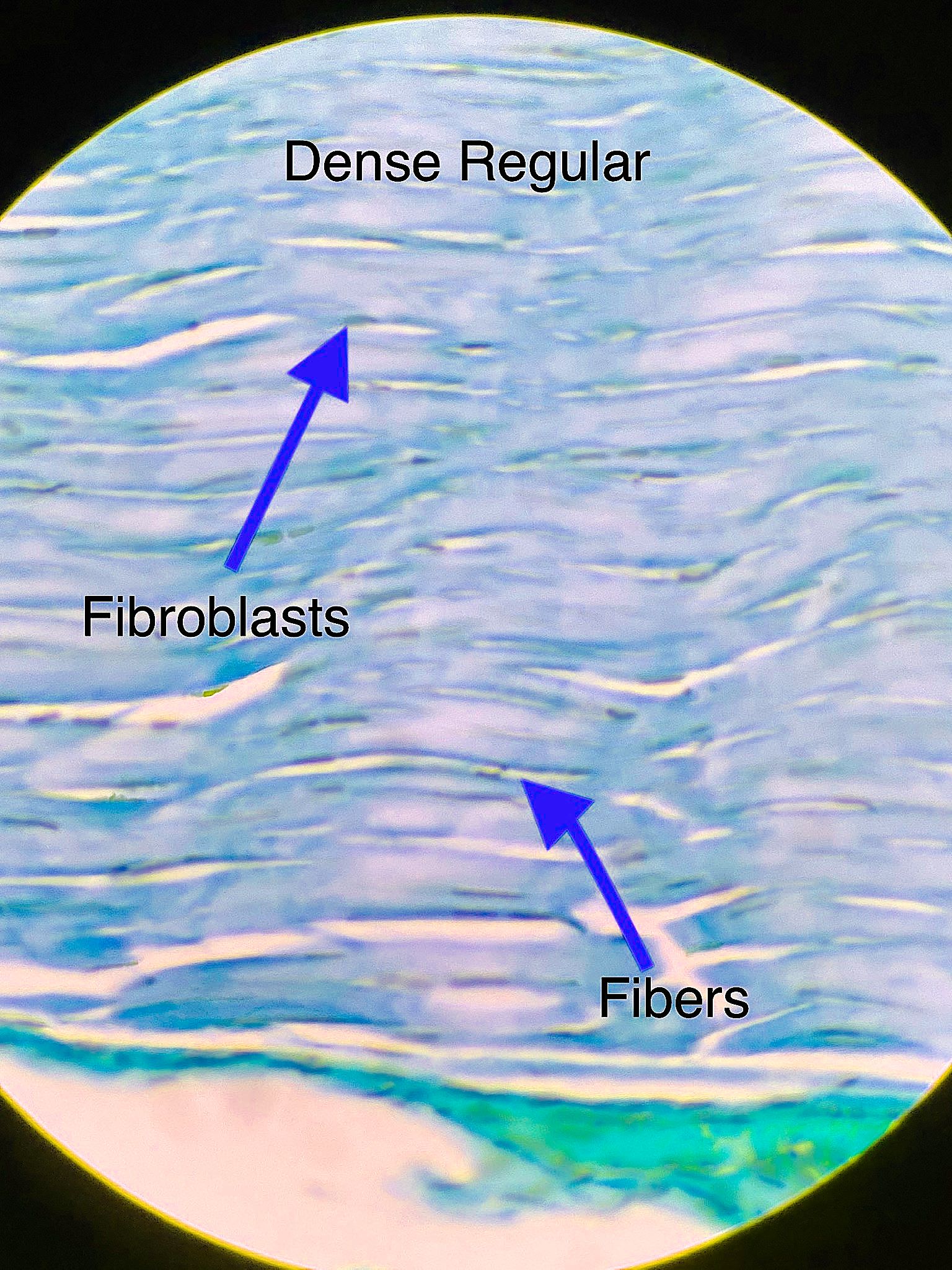 dense regular connective tissue