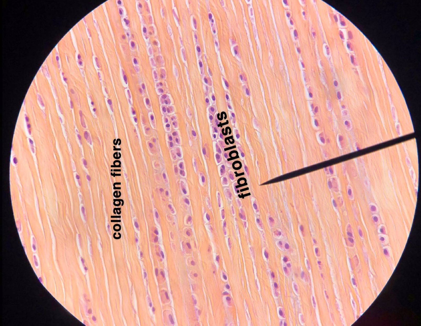 dense regular connective tissue