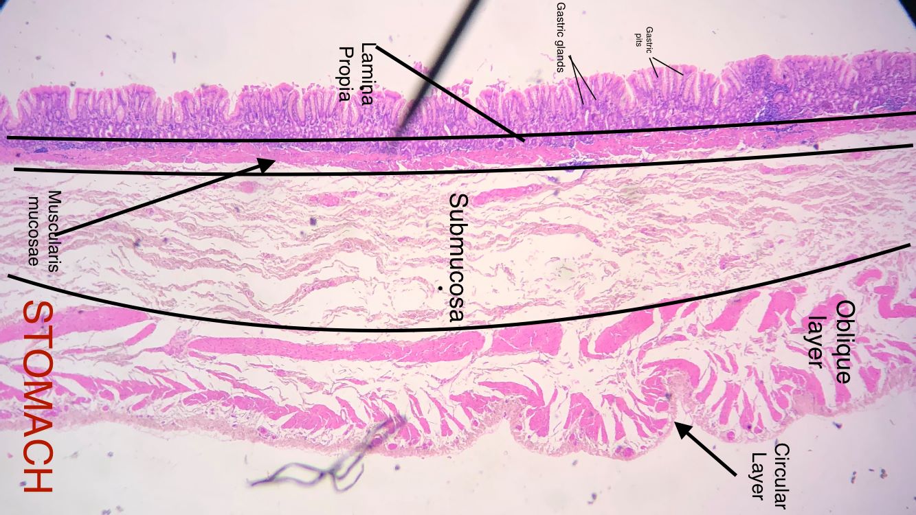 esophagus