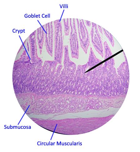 jejunum