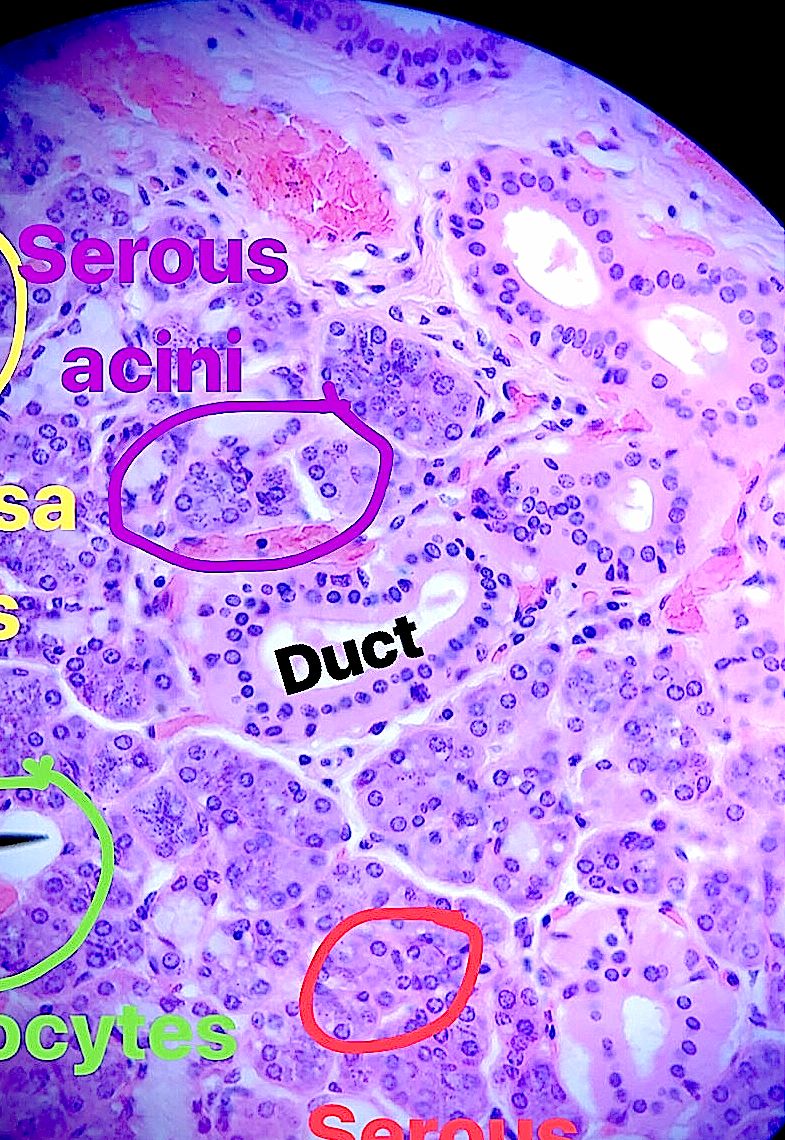 submandibular gland