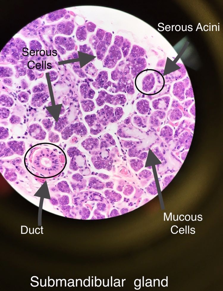 submandibular gland