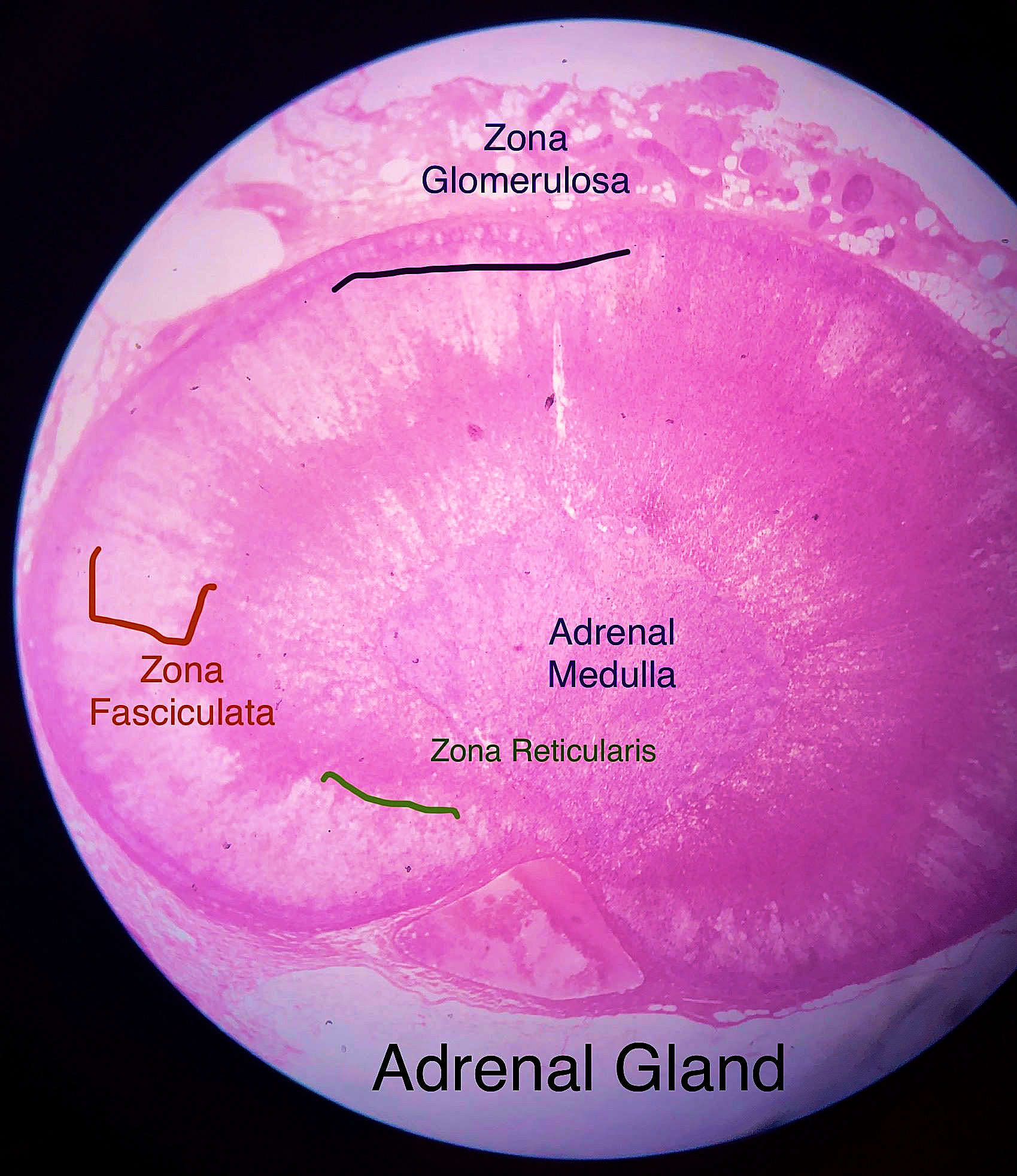 Adrenal Gland