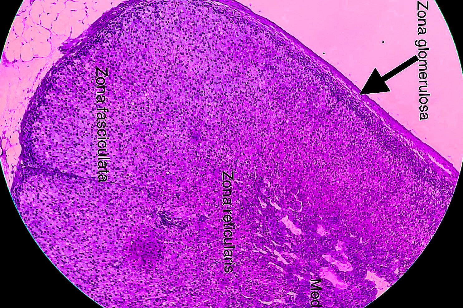 Adrenal Gland