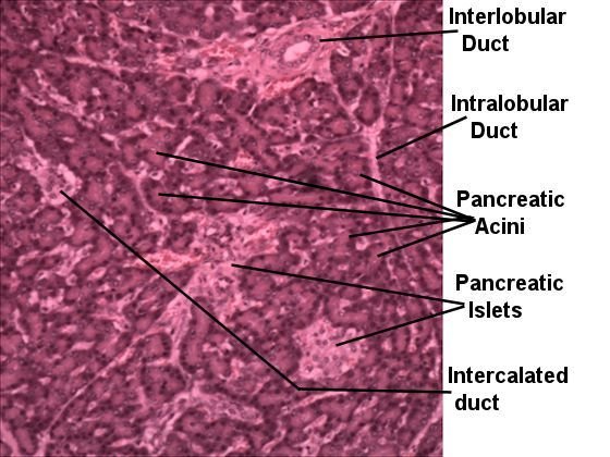 pancreas 