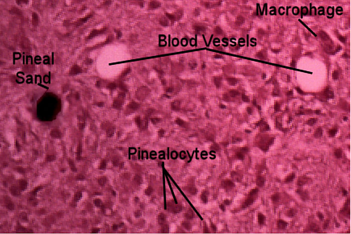 pineal
 