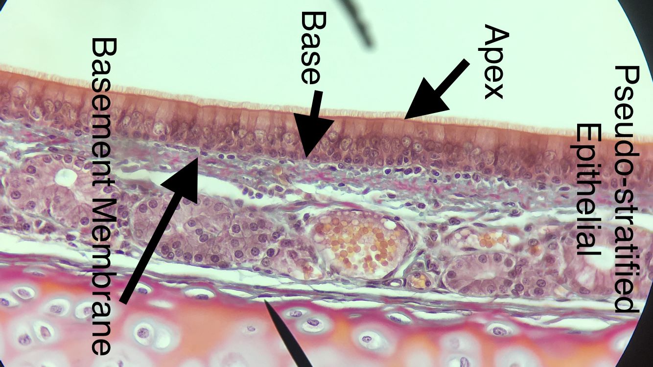 pseudostratified columnar epithelium