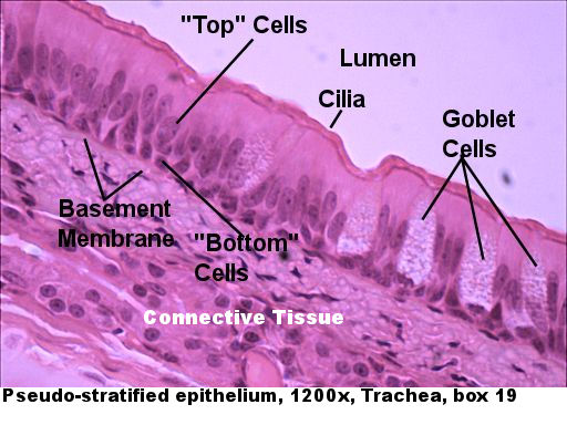 pseudostratified columnar epithelium Labeled