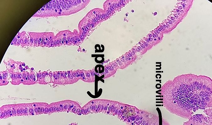 Simple columnar epithelium