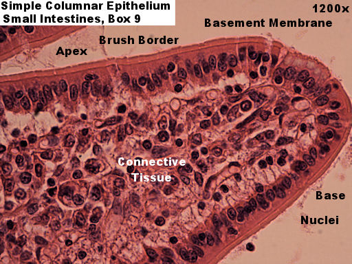 Simple columnar epithelium Labeled