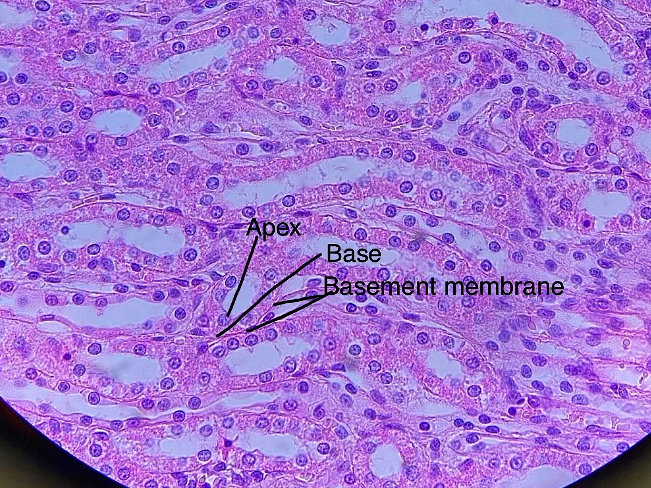 Simple cuboidal epithelium