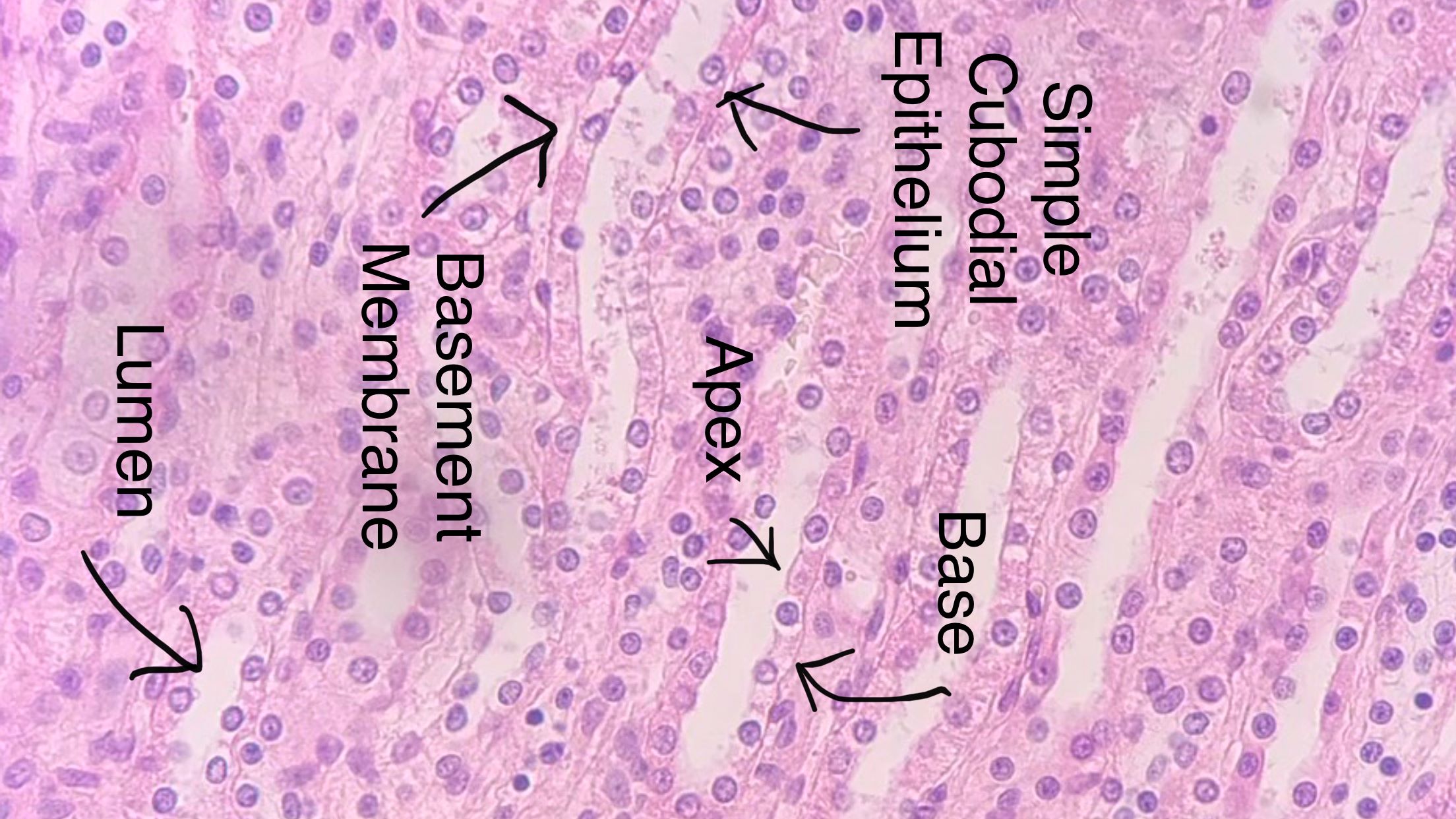 Simple cuboidal epithelium