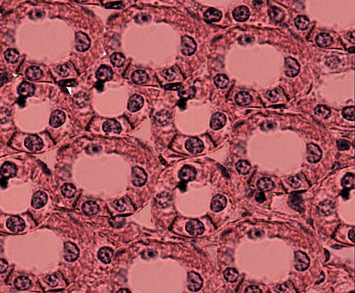 Simple cuboidal epithelium