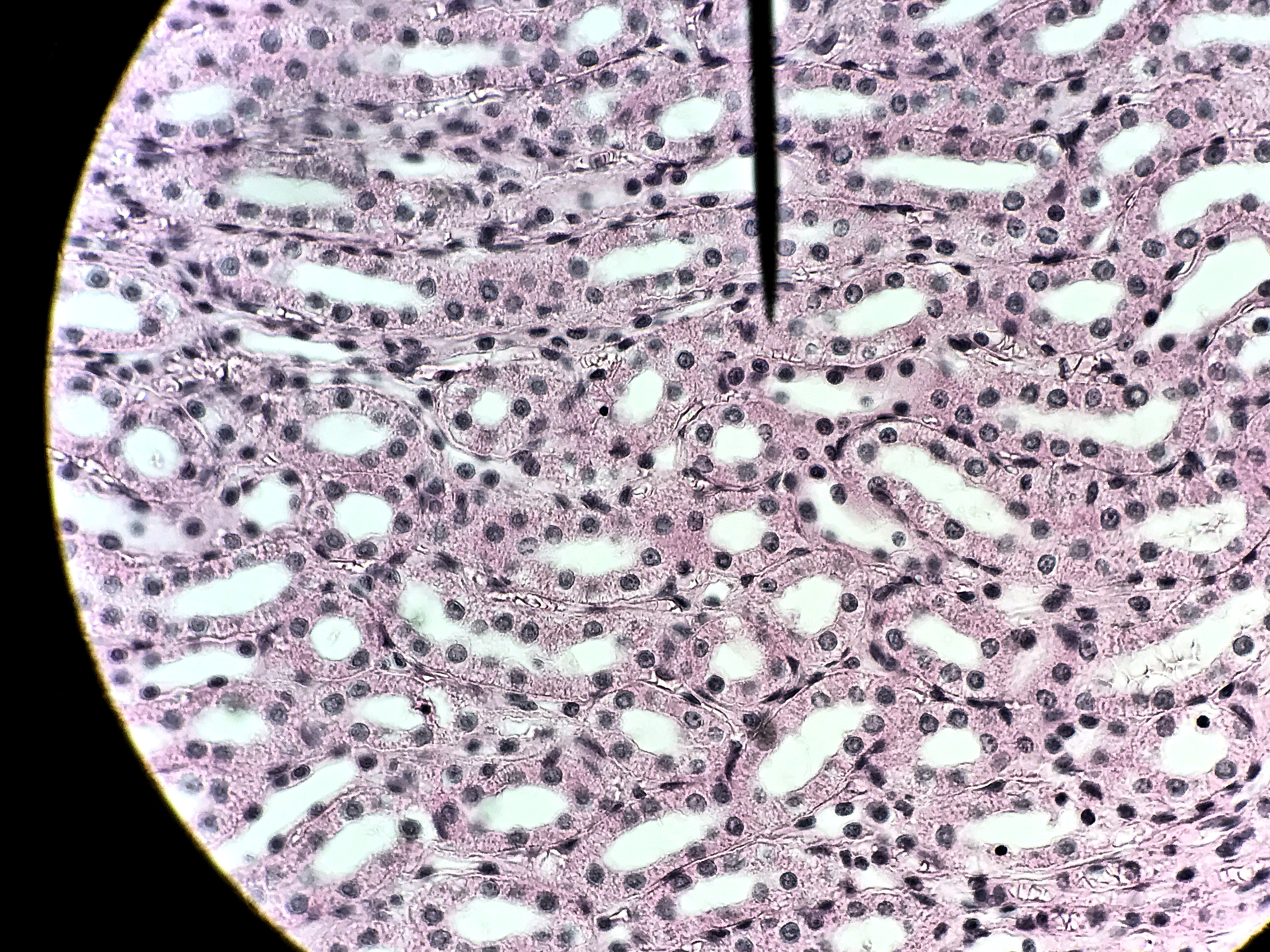 Simple cuboidal epithelium