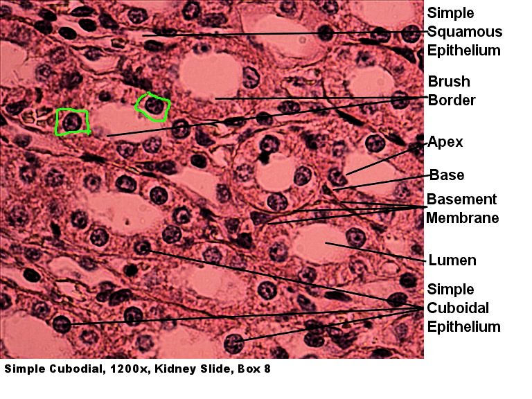 Simple cuboidal epithelium Labeled