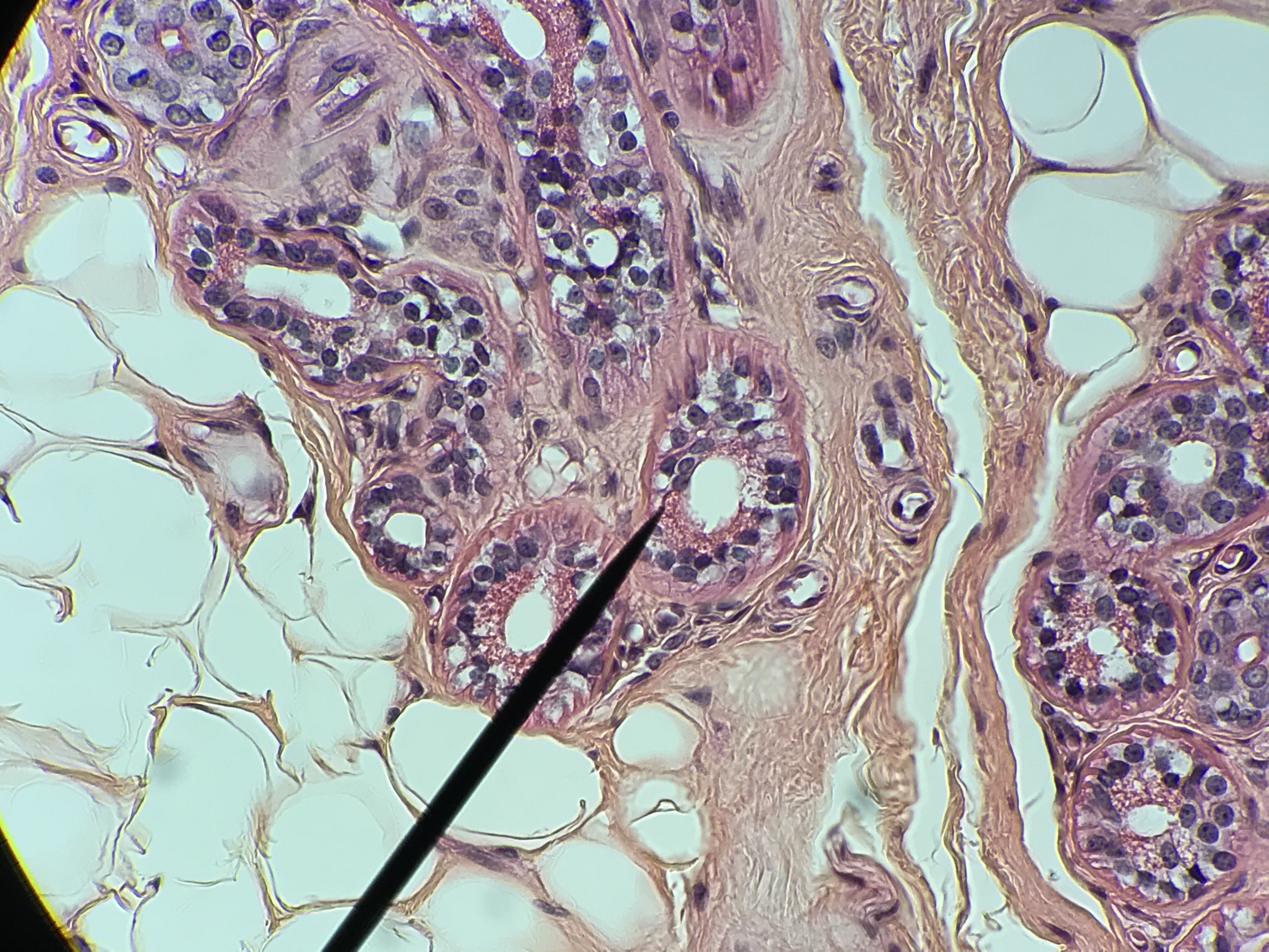 stratified cuboidal epithelium