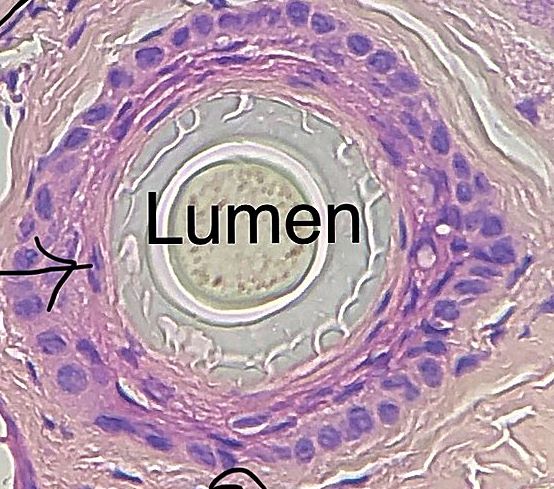 stratified cuboidal epithelium