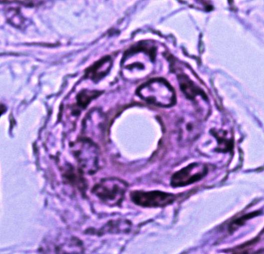 stratified cuboidal epithelium