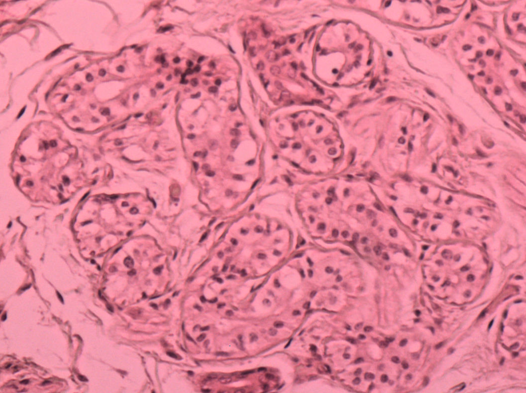 stratified cuboidal epithelium