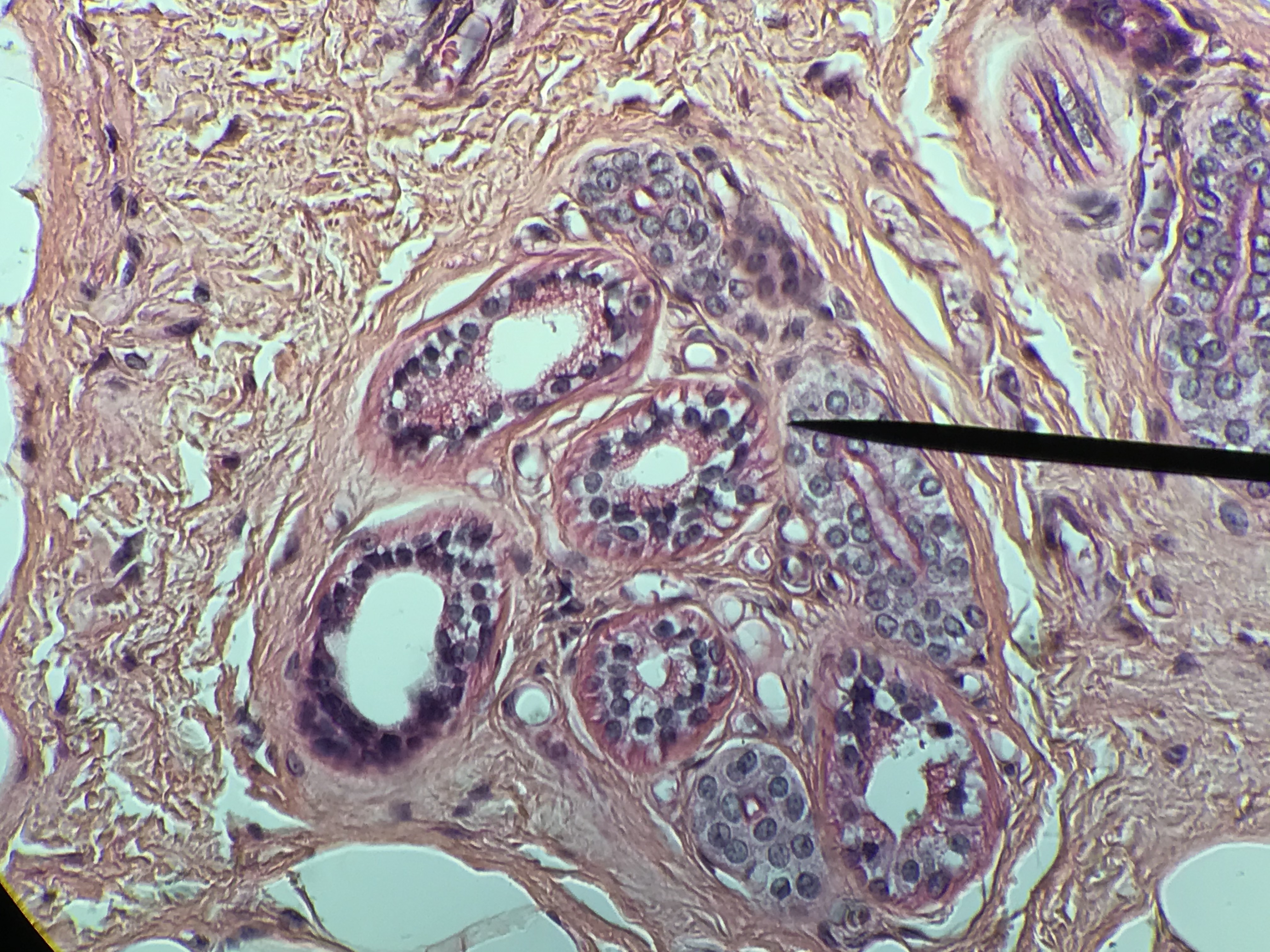 stratified cuboidal epithelium