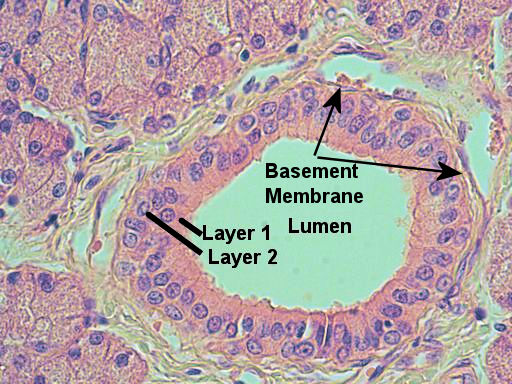 stratified cuboidal epithelium Labeled