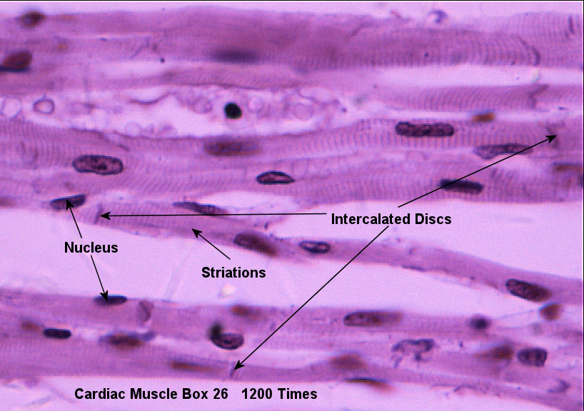 Cardiac Muscle Labeled