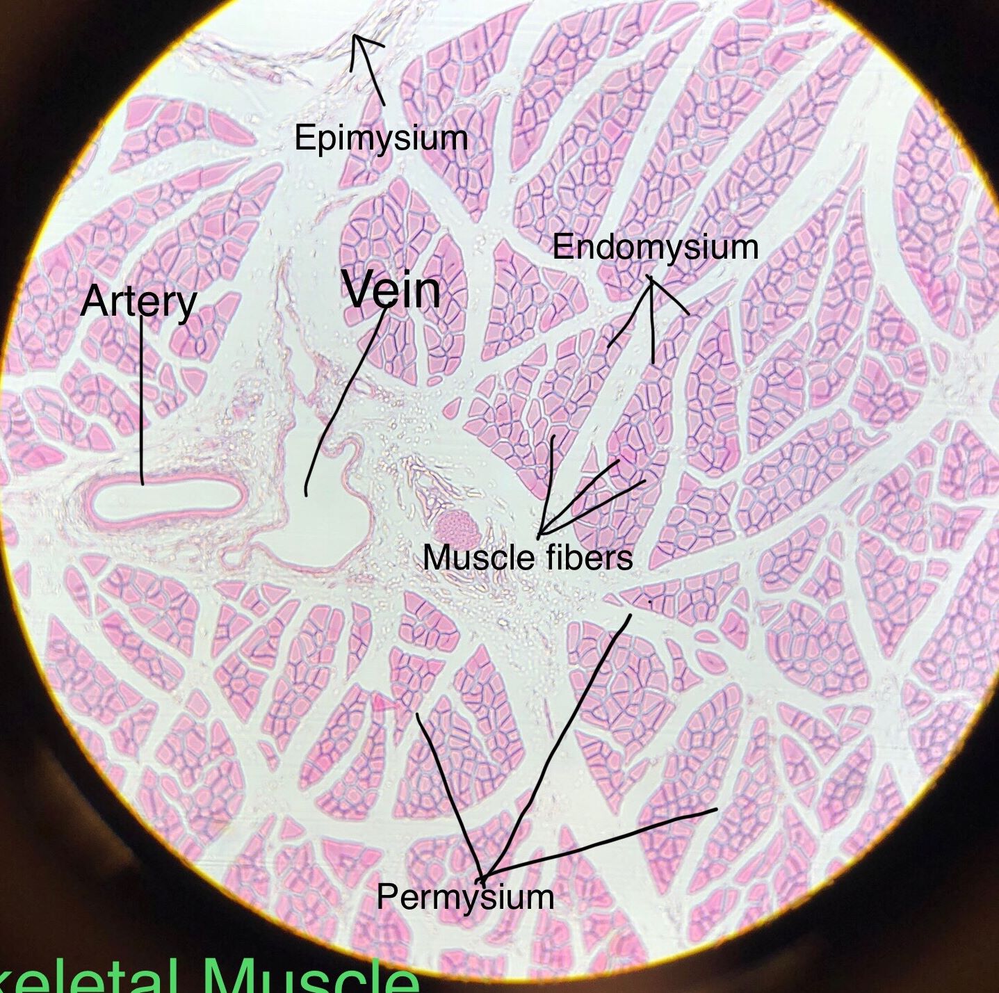 Skeletal Muscle