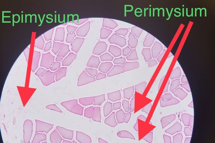 Skeletal Muscle