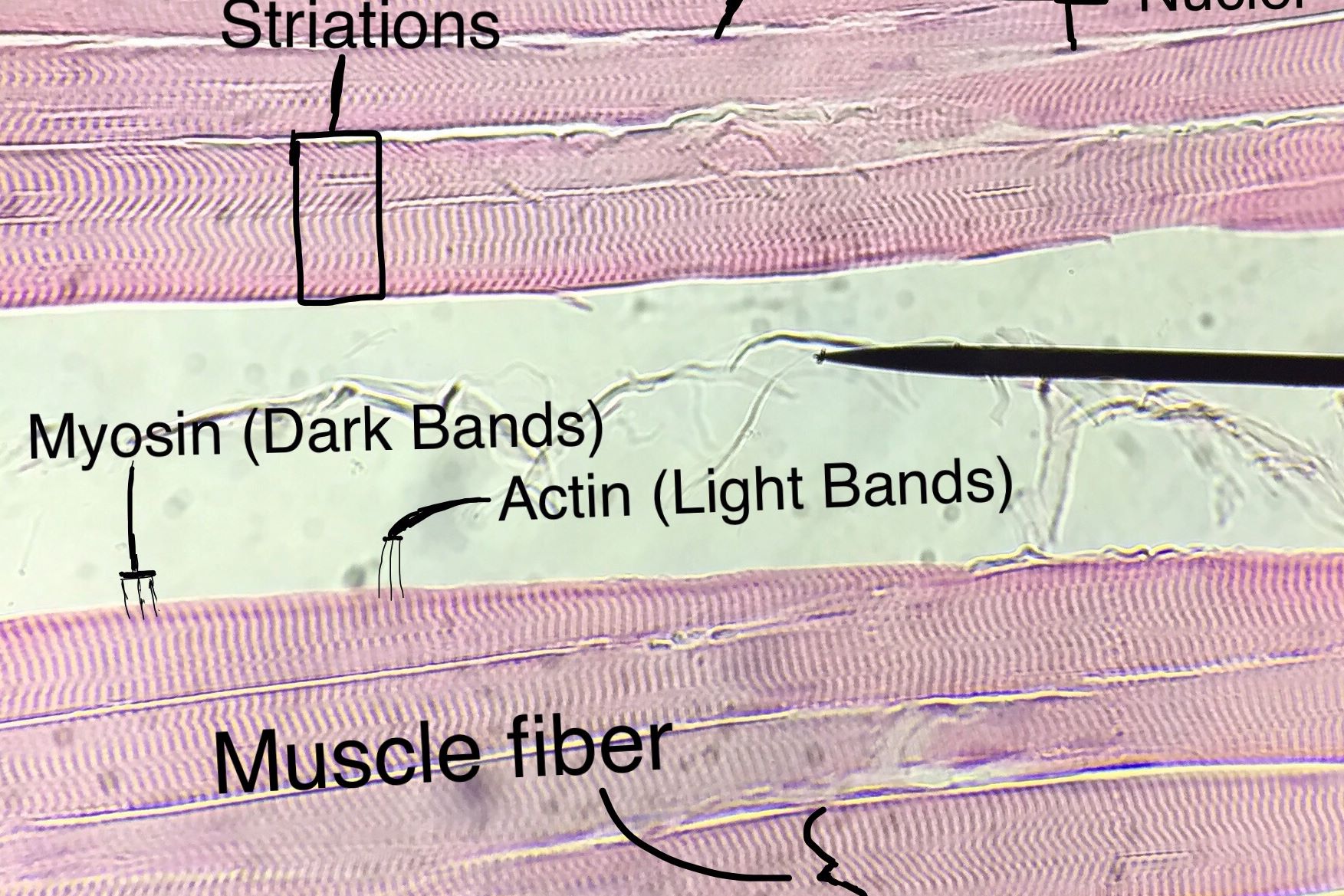 Skeletal Muscle