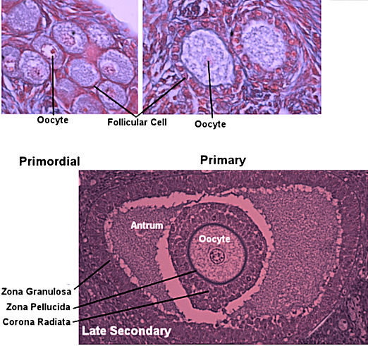 Labeled image from labbook