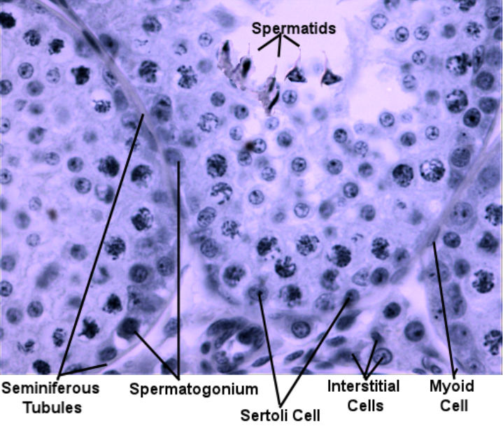 Labeled image from labbook