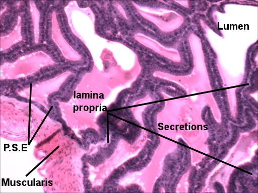 Labeled image from labbook