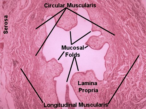 Labeled image from labbook