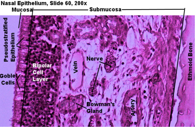 Labeled image from labbook