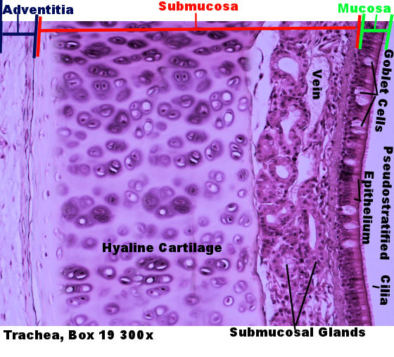 Labeled image from labbook