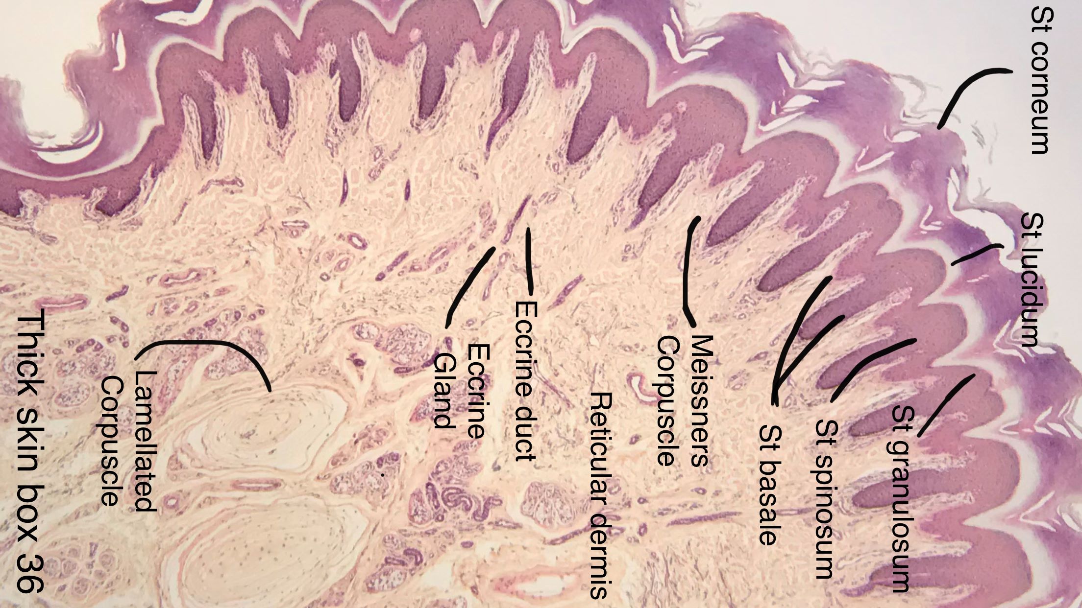 sensory corpuscles