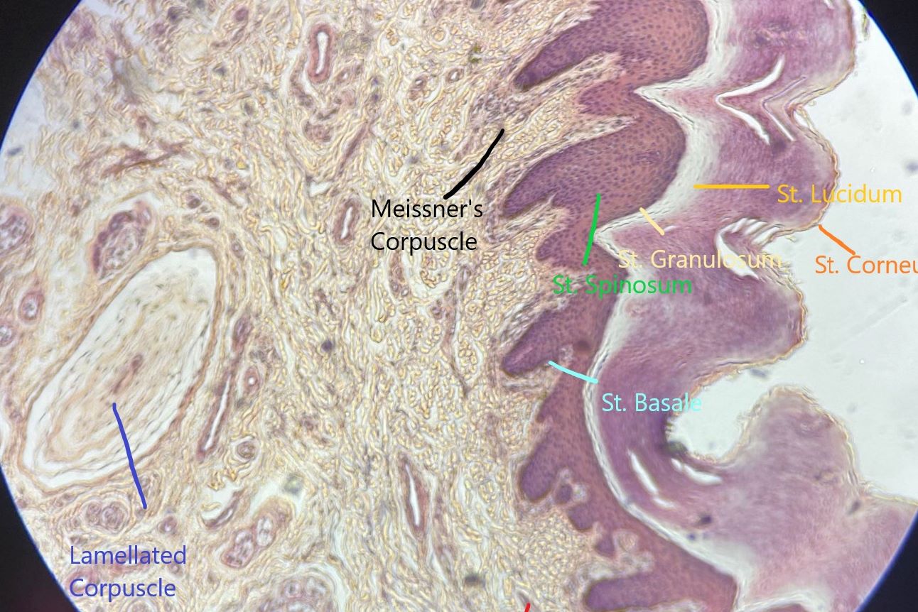 sensory corpuscles