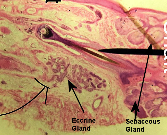 Eccrine Sweat Gland