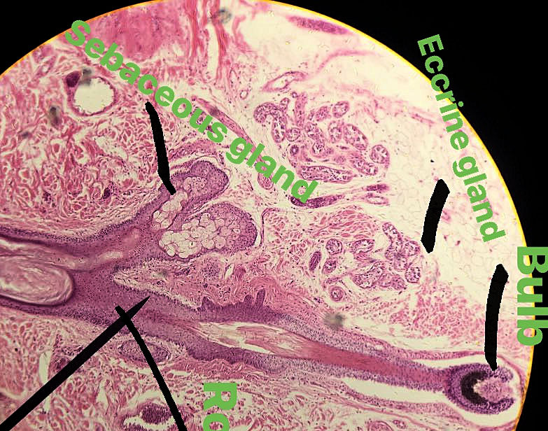 Eccrine Sweat Gland